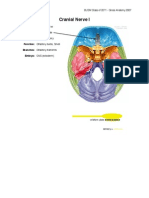 Cranial Nerves