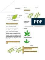 Tipos de Hoja1