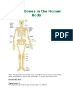 List of Bones in The Human Body