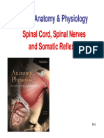 Human Anatomy & Physiology: Spinal Cord, Spinal Nerves and Somatic Reflexes