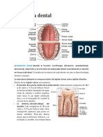 Anatomia Dental