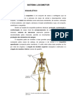 Sistema Locomotor