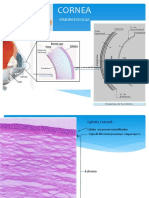 Cornea Oftalmo