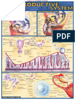 BarCharts QuickStudy Reproductive System