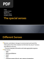 The Special Senses: Vision Auditory Sense Equilibrium Olfactory Sense Gustatory Sense