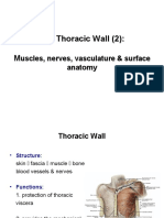 Anatomy, Lecture 4, Thoracic Wall (2) (Slides)