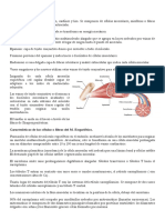 Histologia Musculo Kiersembaum