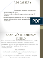 Anatomía de Cabeza y Cuello