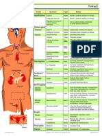 Endocrine Chart