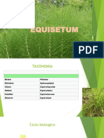 EQUISETUM