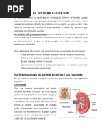 El Sistema Excretor