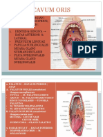 Cavum Oris