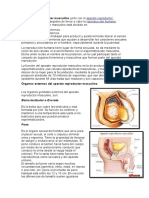 Aparato Reproductor Masculino