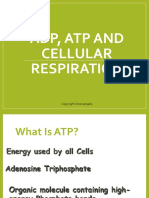 ADP ATP and Cellular Respiration