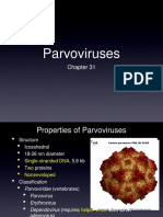 Parvovirus 