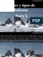 Carlos Michel Fumero - Clases y Tipos de Ballenas, Parte I