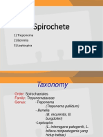 Imo Spirochete