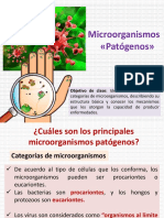 Microorganismos 1