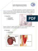 Musculos Depresortes Del Hombro