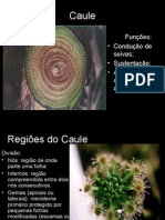 Biologia PPT - Botânica - Caule