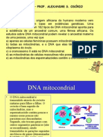 Biologia PPT - DNA Mitocondrial