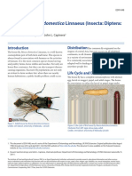 House Fly, Musca Domestica Linnaeus (Insecta Diptera (Recovered) (Recovered 1)