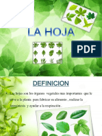 Exposicion HOJA