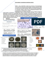 3taxonomia y Clasificacion de Los Hongos