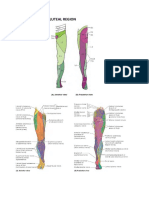 Lower Limb & Hip