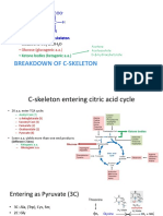 N-Metabolism AA II 2018 Handout