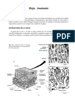 Hoja. Anatomía: Introducción