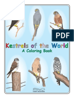 Kestrels of The World 11-11-11