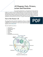 Human Cell Diagram and Sickle Cell