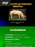 007 Genetica Porc