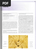 Neuroanatomía - Cap 12. Talamo