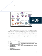 Anatomi Fisiologi and Laporan Pendahuluan DHF