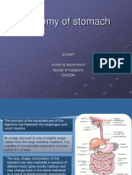 Anatomy of Stomach