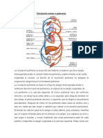 Circulación Menor o Pulmonar