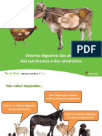 Sistema Digestivo Aves, Ruminantes e Omnivoros