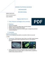 Patrones Morfologicos de Los Animales