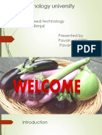 Brinjal PPT 1