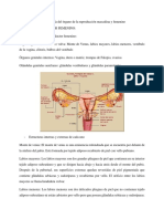 Anatomía y Fisiología Del Órgano de La Reproducción Masculina y Femenino