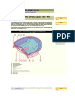 Development of The Urinary Organs (3rd - 4th Week)