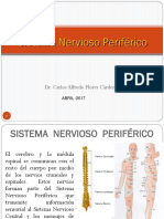 Sistema Nervioso Periferico