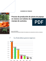 Proceso de Producción de Planta de Papaya en Viveros