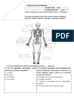 Prueba Sistema Esquelético