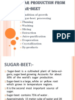 Sugar Beet