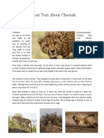 Report Text About Cheetah