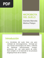 MICROBIOTA DEL SUELO. Exposicion