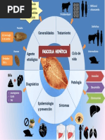 Fasciola Hepatica